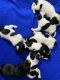Miniature Schnauzer Puppies for sale in Mayer, AZ 86333, USA. price: $300