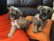 Miniature Schnauzer Puppies for sale in Anaheim, CA, USA. price: $750