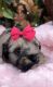 Miniature Schnauzer Puppies for sale in Hillsboro, TX 76645, USA. price: $1,400