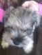 Miniature Schnauzer Puppies for sale in Ephraim, UT 84627, USA. price: $500
