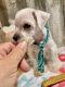 Miniature Schnauzer Puppies for sale in Coker, AL 35452, USA. price: $700