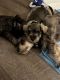 Miniature Schnauzer Puppies for sale in Vista, CA 92084, USA. price: $400