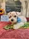 Miniature Schnauzer Puppies for sale in Coker, AL 35452, USA. price: $700