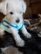 Miniature Schnauzer Puppies for sale in Piedmont, SC 29673, USA. price: $550