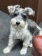 Miniature Schnauzer Puppies for sale in Abilene, TX 79603, USA. price: $450