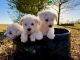 Miniature Schnauzer Puppies for sale in Lexington, OK 73051, USA. price: $50,000