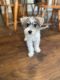 Miniature Schnauzer Puppies for sale in 112 Mill Spring Ln, St Peters, MO 63376, USA. price: $500