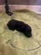 Miniature Schnauzer Puppies for sale in Louisville, KY, USA. price: $800