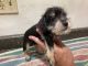 Miniature Schnauzer Puppies for sale in Liberty Center, OH 43532, USA. price: $300