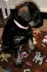 Miniature Schnauzer Puppies for sale in Fall City, WA 98024, USA. price: $1,000