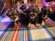 Miniature Schnauzer Puppies for sale in Kahoka, MO 63445, USA. price: $600