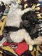 Miniature Schnauzer Puppies for sale in Clarkesville, GA 30523, USA. price: $800