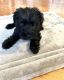 Miniature Schnauzer Puppies for sale in Magee, MS, USA. price: $500