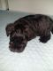 Miniature Schnauzer Puppies for sale in Tahmoor, New South Wales. price: $3,000