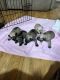 Miniature Schnauzer Puppies for sale in Canton, Georgia. price: $450