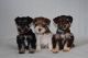 Miniature Schnauzer Puppies for sale in Oklahoma City, Oklahoma. price: $400