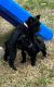 Miniature Schnauzer Puppies for sale in Atoka, Oklahoma. price: $700