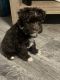 Miniature Schnauzer Puppies for sale in Laurel, MD, USA. price: $800