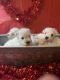 Miniature Schnauzer Puppies