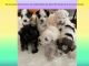 Miniature Schnauzer Puppies
