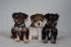 Miniature Schnauzer Puppies for sale in Oklahoma City, Oklahoma. price: $500