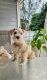 Miniature Schnauzer Puppies for sale in Miami, FL 33187, USA. price: $1,800