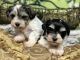 Miniature Schnauzer Puppies for sale in Oklahoma City, Oklahoma. price: NA