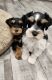Miniature Schnauzer Puppies for sale in Brigham City, Utah. price: $1,500