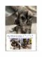 Miniature Schnauzer Puppies for sale in Commack, New York. price: $2,500