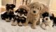 Miniature Schnauzer Puppies for sale in Delaware City, Delaware. price: $500