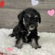 Miniature Schnauzer Puppies for sale in Raleigh, North Carolina. price: NA