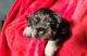 Miniature Schnauzer Puppies for sale in Parma, Idaho. price: $2,000