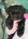 Miniature Schnauzer Puppies for sale in Fort Smith, Arkansas. price: $1,200