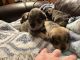 Miniature Schnauzer Puppies for sale in Montevallo, Alabama. price: $650