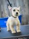 Miniature Schnauzer Puppies for sale in Modesto, CA, USA. price: $500