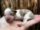 Miniature Schnauzer Puppies for sale in Atoka, OK 74525, USA. price: $1,500