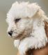 Miniature Schnauzer Puppies for sale in Temecula, California. price: $1,600