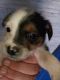 Miniature Schnauzer Puppies for sale in Lebanon Junction, Kentucky. price: $250