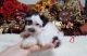 Miniature Schnauzer Puppies for sale in McAllen, TX, USA. price: NA