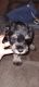 Miniature Schnauzer Puppies for sale in Eastman, GA 31023, USA. price: $700