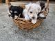 Miniature Schnauzer Puppies for sale in Fayetteville, Georgia. price: $800