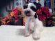Miniature Schnauzer Puppies for sale in Corpus Christi, TX, USA. price: NA