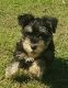 Miniature Schnauzer Puppies for sale in Sarina, Queensland. price: $2,500