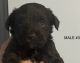 Miniature Schnauzer Puppies for sale in Fort Worth, Texas. price: NA