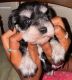 Miniature Schnauzer Puppies for sale in Bakersfield, CA, USA. price: $2,500