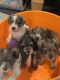 Miniature Schnauzer Puppies for sale in San Antonio, Texas. price: NA