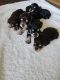 Miniature Schnauzer Puppies for sale in Hebron, IN 46341, USA. price: $1,500