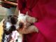 Miniature Schnauzer Puppies for sale in Charlotte, NC, USA. price: NA