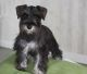 Miniature Schnauzer Puppies for sale in Alturas, FL 33830, USA. price: $400