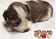 Miniature Schnauzer Puppies for sale in Bella Vista, AR, USA. price: NA
